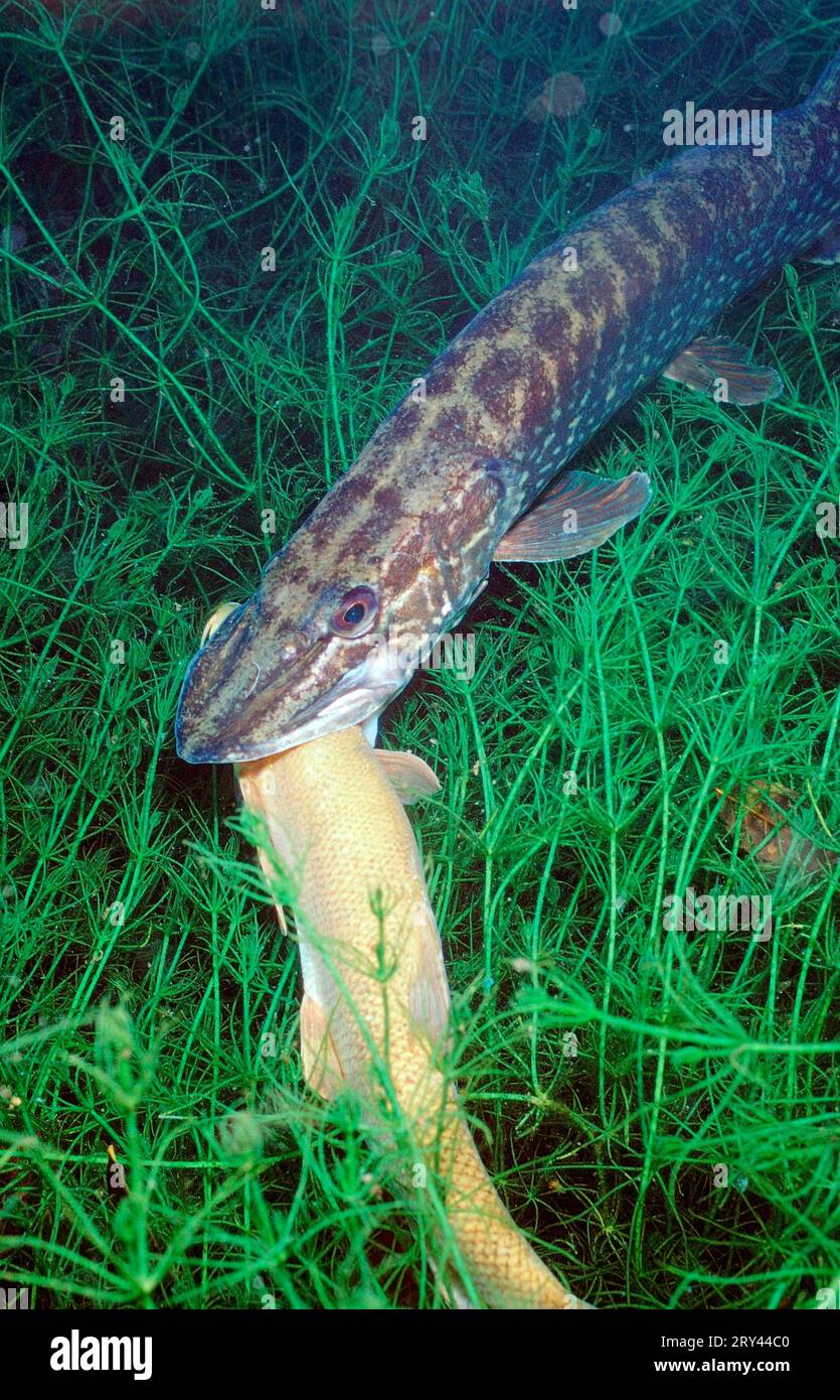 Northern Pike eating common barbel (Barbus barbus), Rhine, Pike (Esox lucius) eating common barbel, Rhine tributary, Gedde, Germany Stock Photo