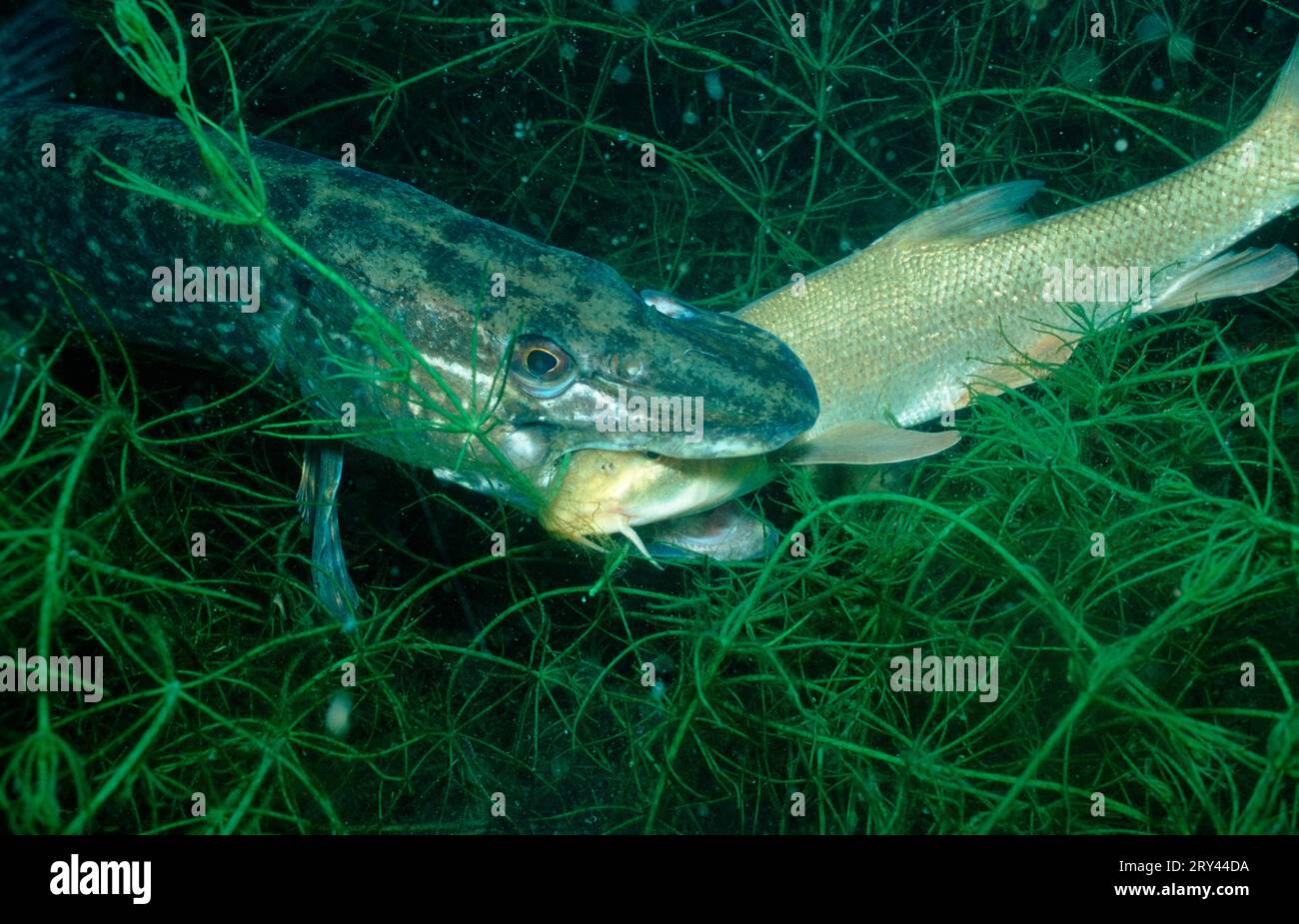 Northern Pike eating common barbel (Barbus barbus), Rhine, Pike (Esox lucius) eating common barbel, Rhine tributary, Gedde, Germany Stock Photo