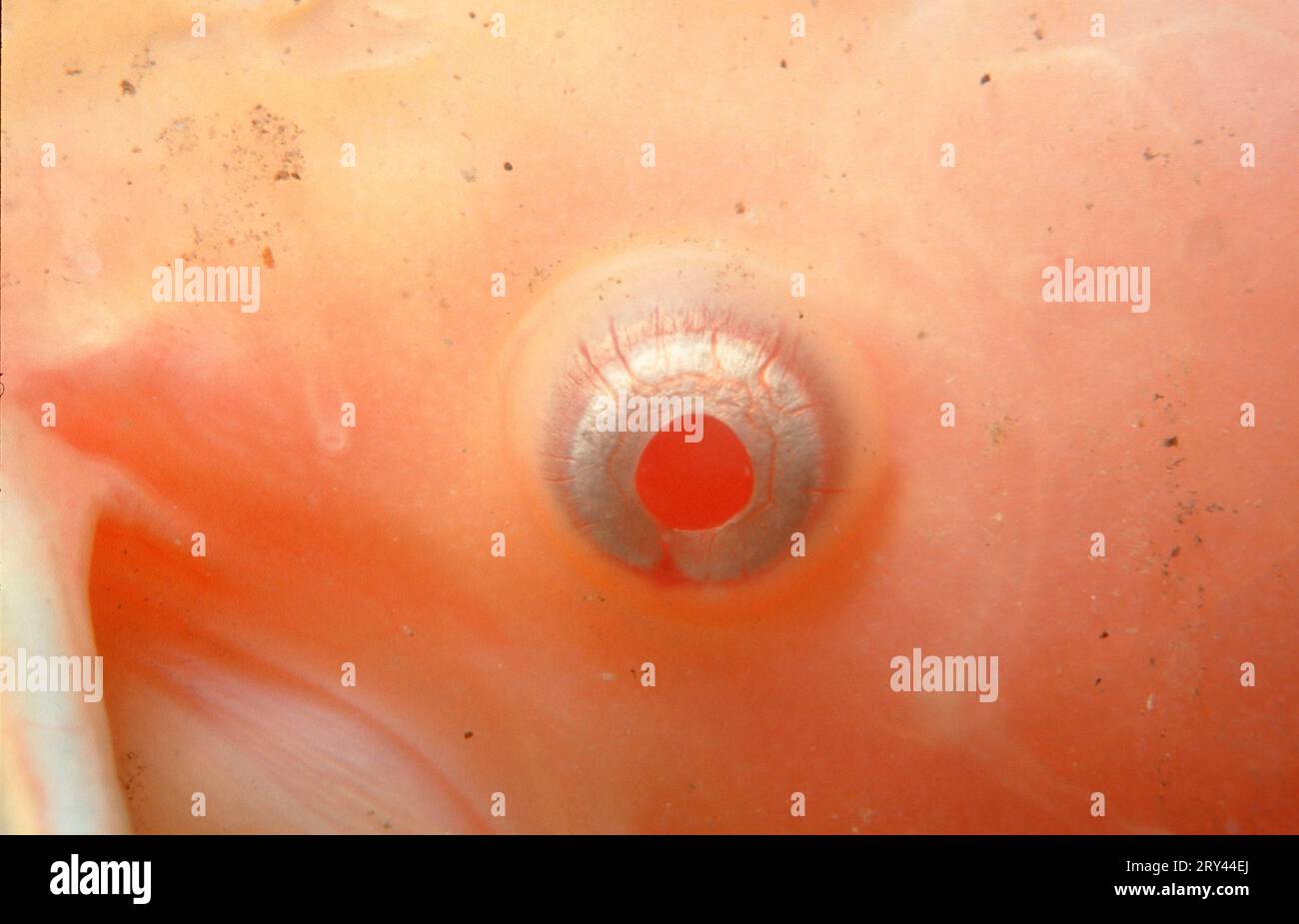 Horned Pout, eye (Ictalurus nebulosus) (Ameiurus nebulosus), American