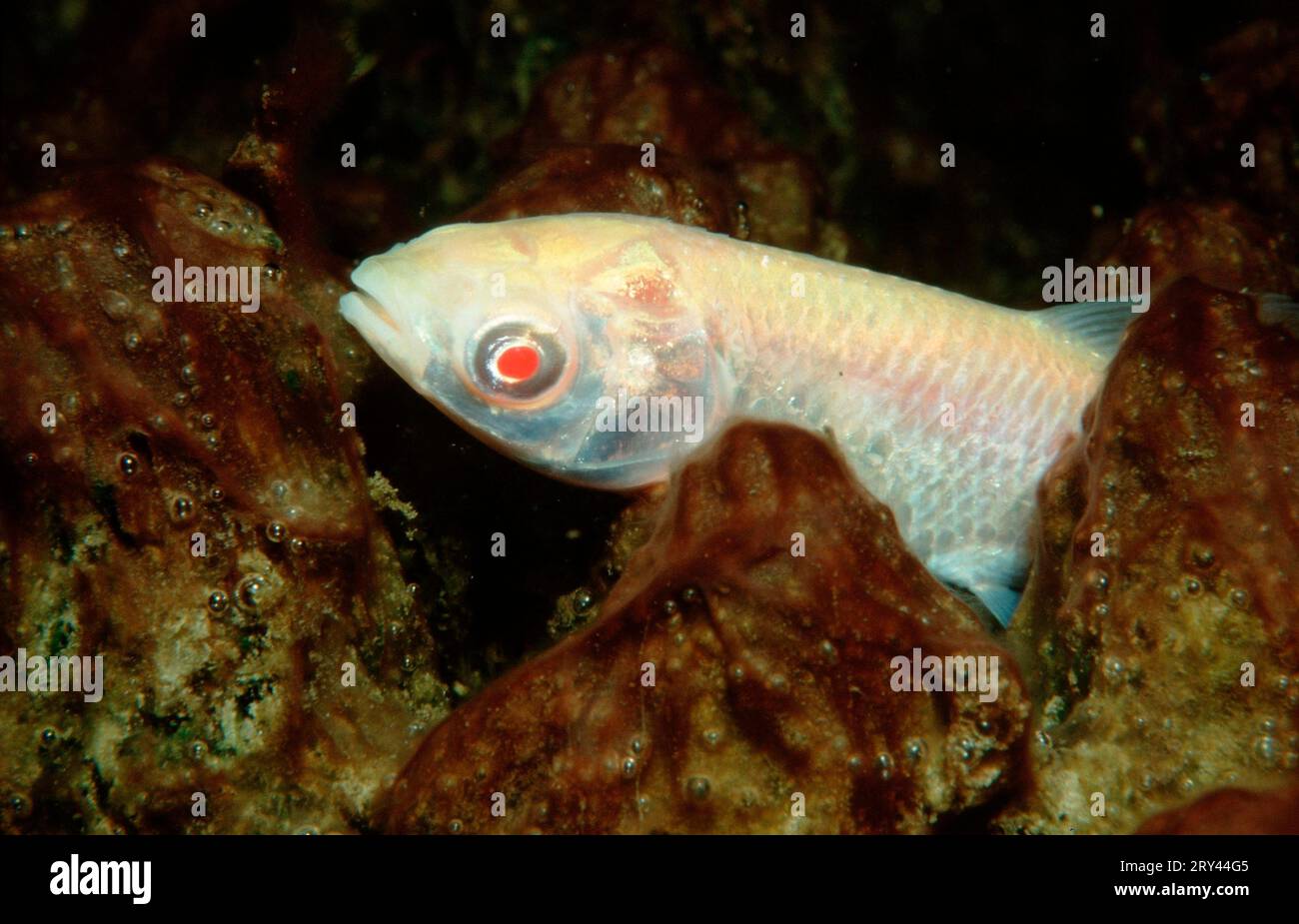 Grass carp, Baden-Wuerttemberg, grass carp (Ctenopharyngodon idella), albino, Rhine tributary, Baden-Wuerttemberg, asia, Other animals, other Stock Photo