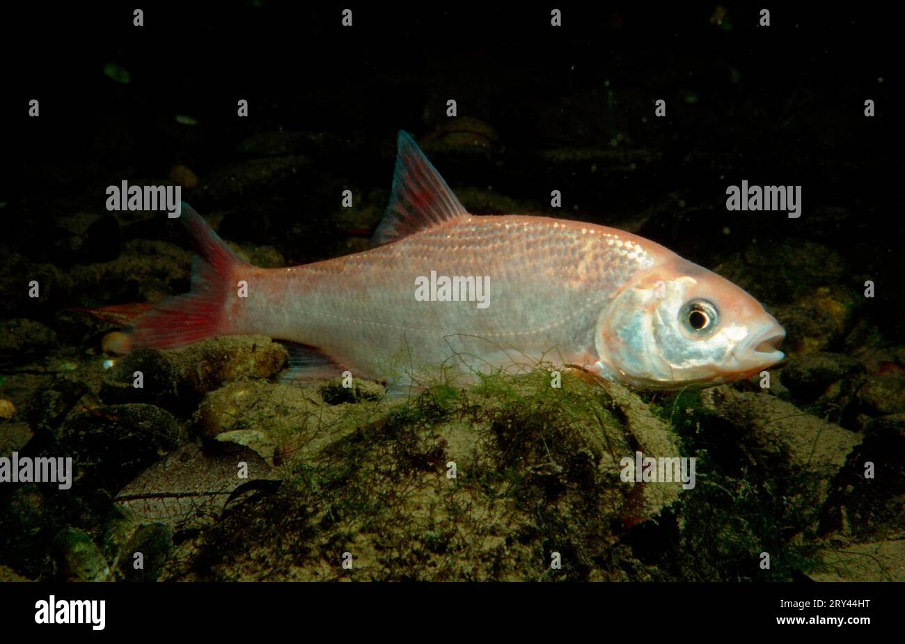 Ide, Rhineland-Palatinate, Ide (fish) (Leuciscus idus), Gravel pit ...