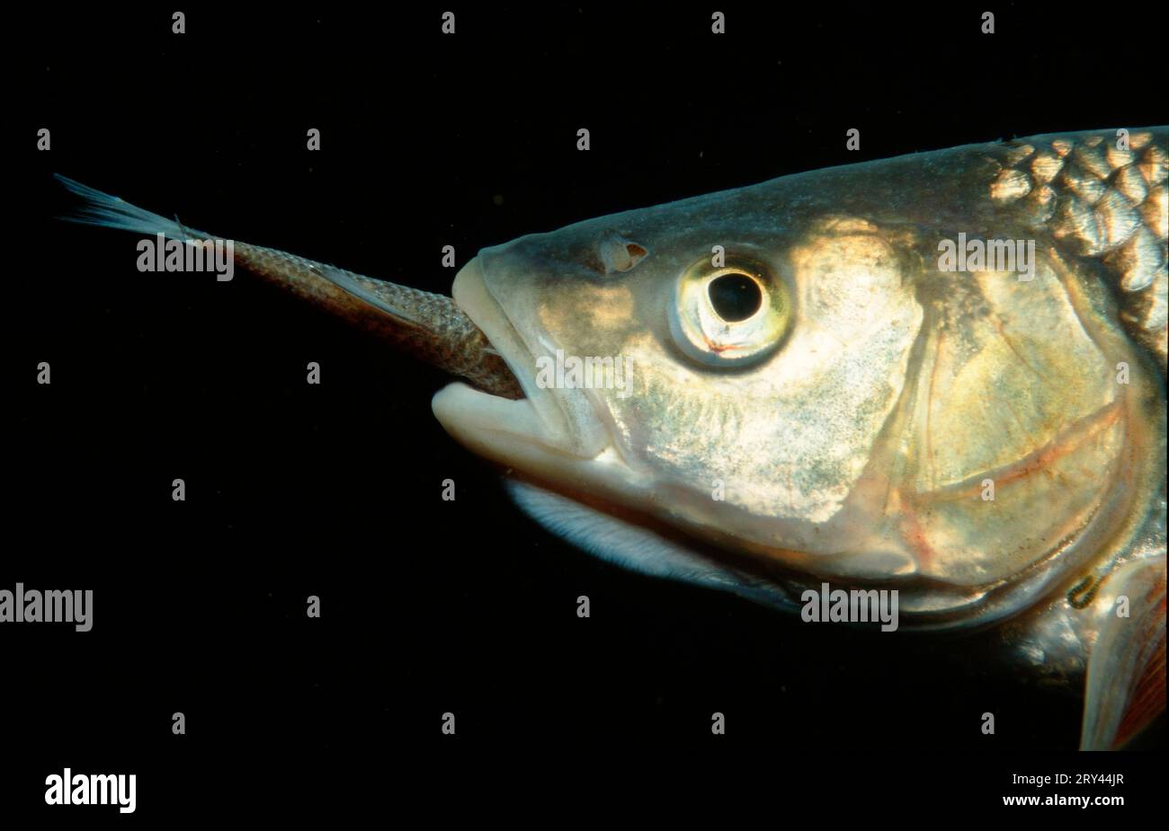 European chub (Leuciscus cephalus), eats whitefish, quarry pond, Baden-Wuerttemberg, lateral, Germany Stock Photo
