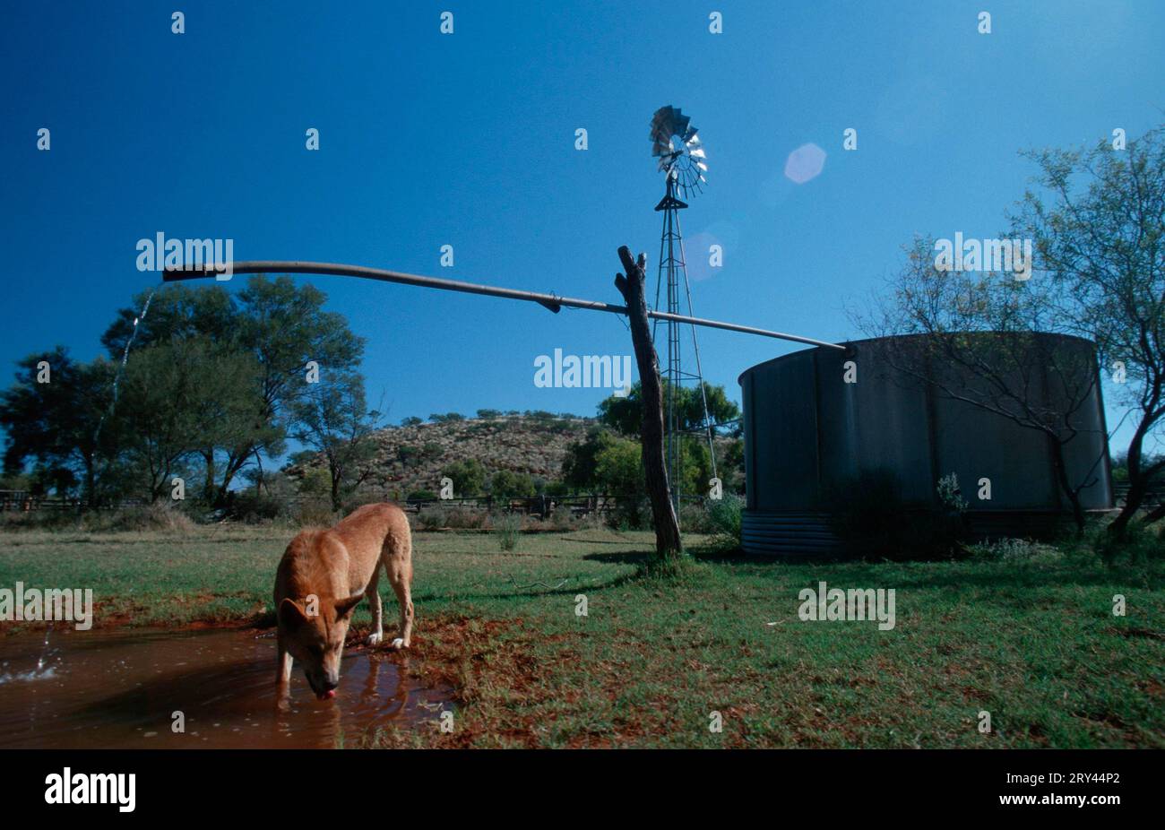 (Canis lupus dingo) Stock Photo