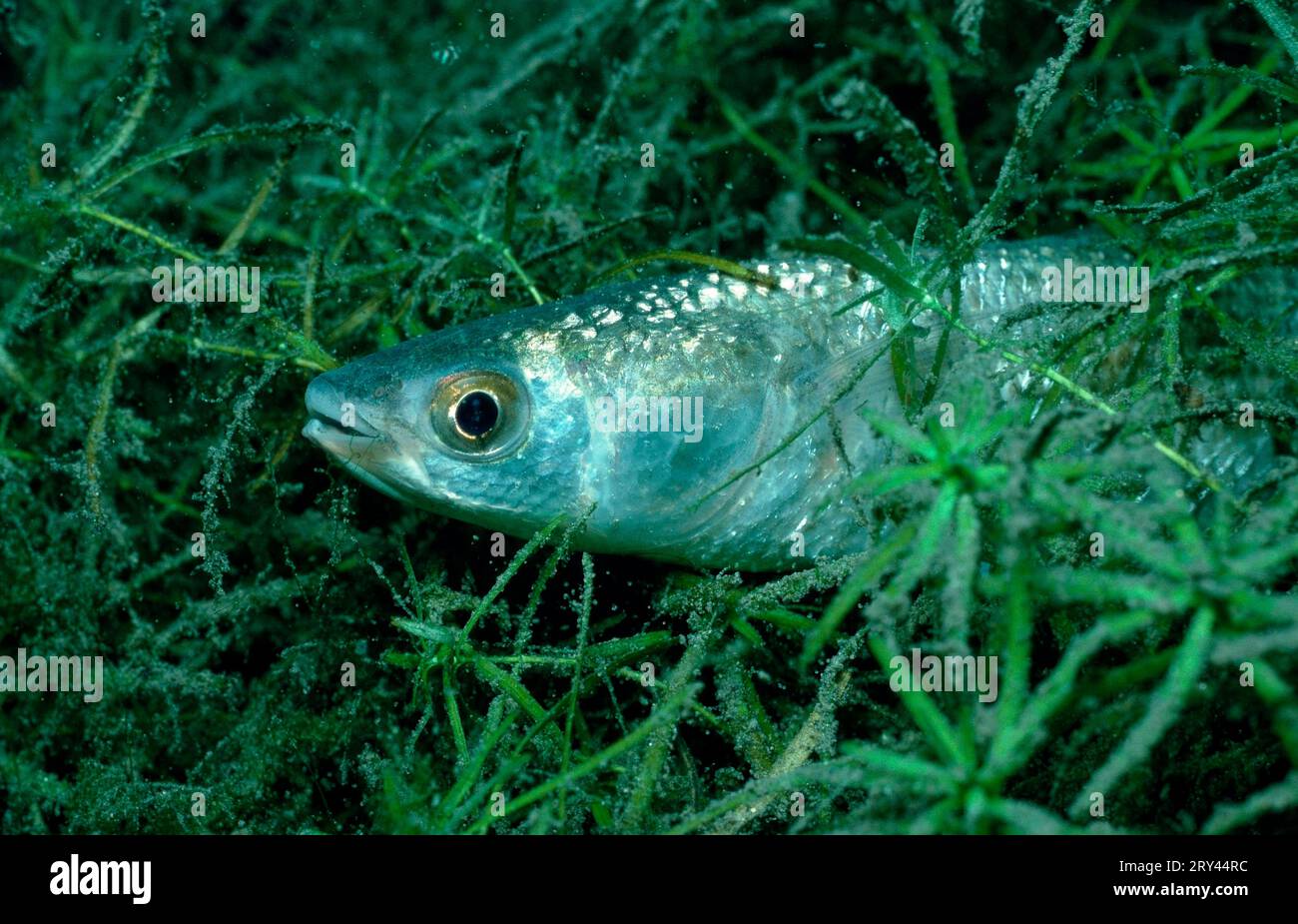 Thick-lipped Gray Mullet, Spain (Mugil chelo) (Mugil provensalis), Thick-lipped Mullet (Chelon labrosus), Mullet, Other animals, other animals Stock Photo