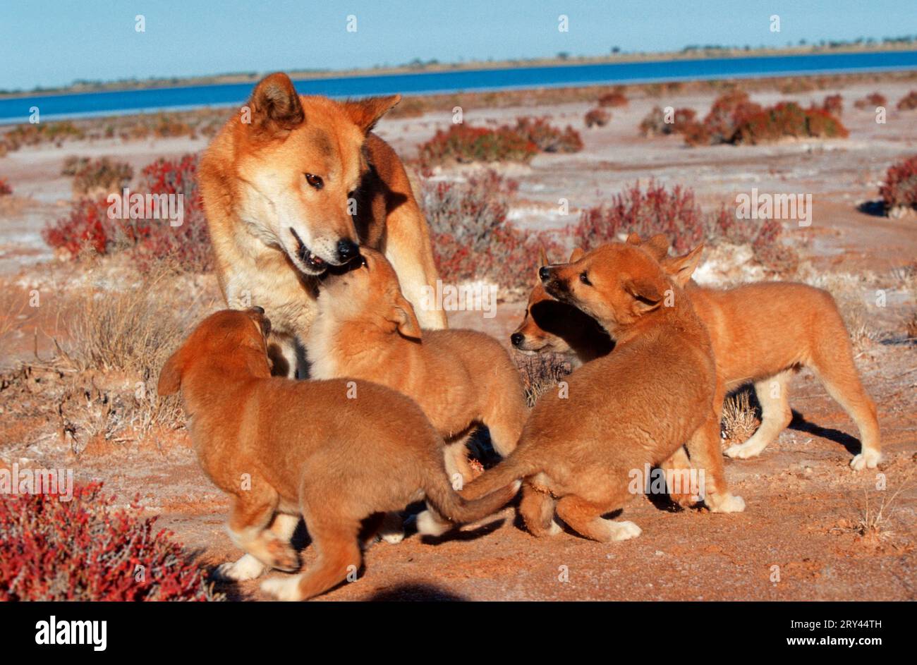 Dingo (Canis familiaris dingo) begging for food from the male, Northern Territory, Australia Stock Photo