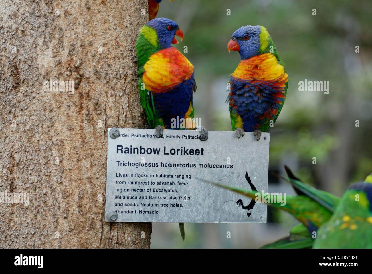 Rainbow Lories, pair, Australia (Trichoglossus haematodus moluccanus), Gebirgsloris, Paar, Australien / Stock Photo