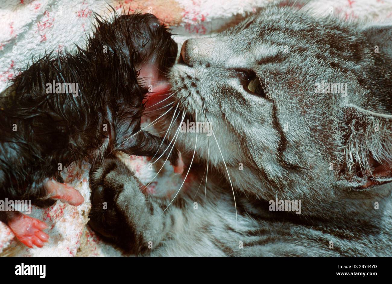 Domestic cat licks newborn kitten Stock Photo