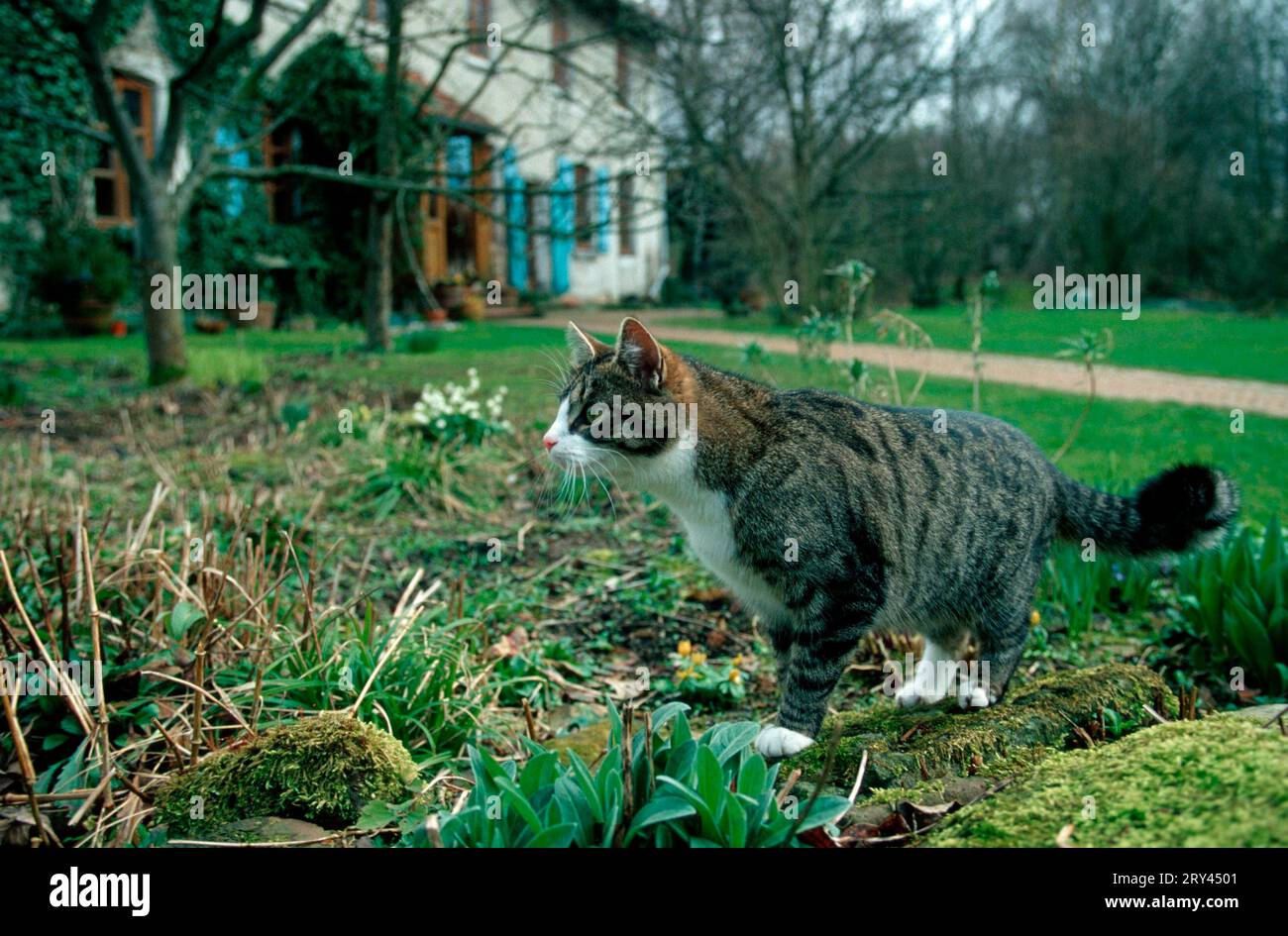 Domestic cat in garden Stock Photo