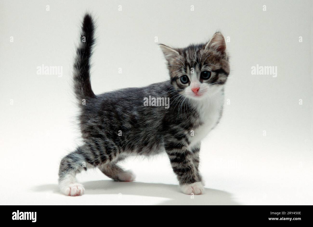 Domestic cat, kitten, 5 weeks Stock Photo