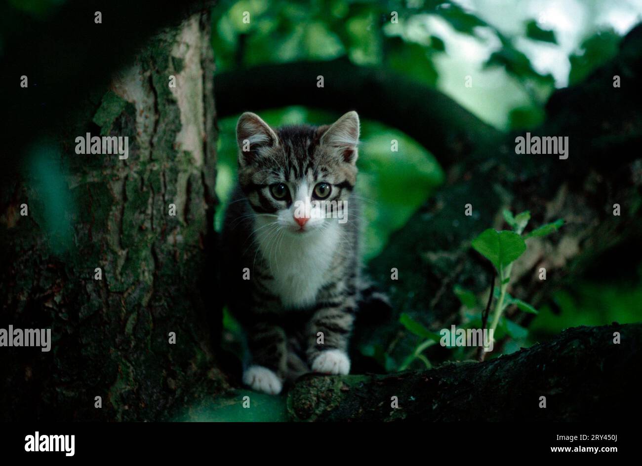 Domestic cat, kitten in tree Stock Photo