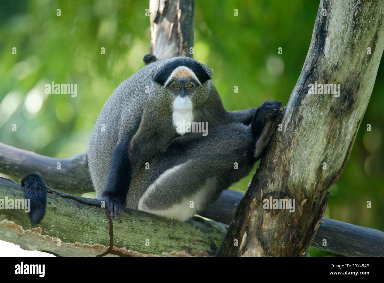 De Brazza's Monkey (Cercopithecus neglectus), Brazza-Meerkatze / Stock Photo