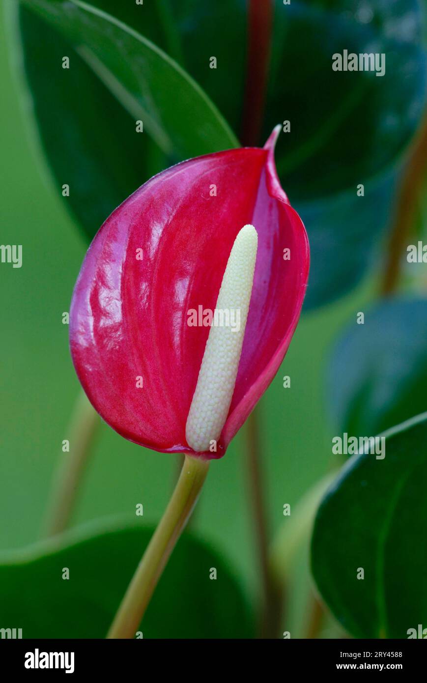 Anthurium (Anthurium), Flamingoblume, Blumen, flowers, Zierpflanzen