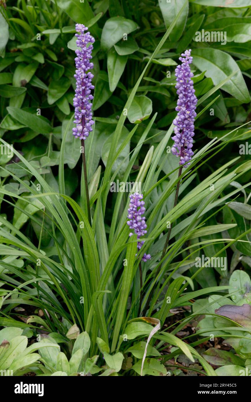 Lilyturf (Liriope muscari), lily, flowers, garden plants, lily family, Liliaceae, purple, vertical, flowering Stock Photo