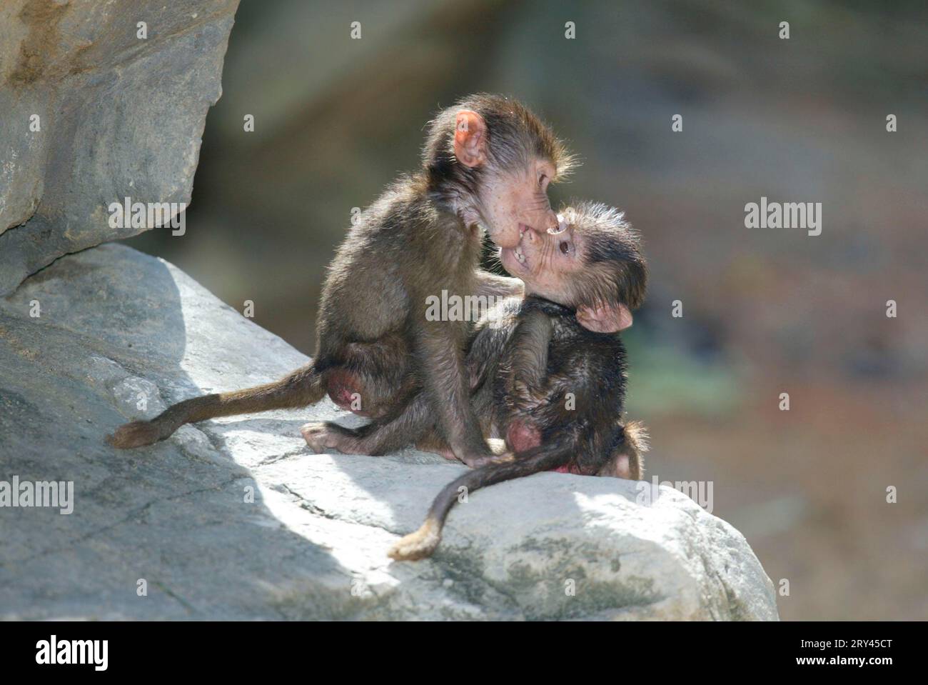 Euclemensia (Hamadryas) Baboons, playing, hamadryas baboons (Papio hamadryas), young animals, playing Stock Photo