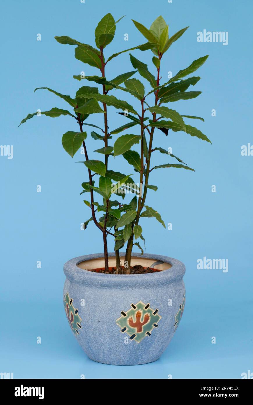 Greek laurel in a pot, laurel tree (Laurus nobilis) in a flower pot, spice plants, potted herbs, plants, leaf, laurel family, Lauraceae, cut-out Stock Photo