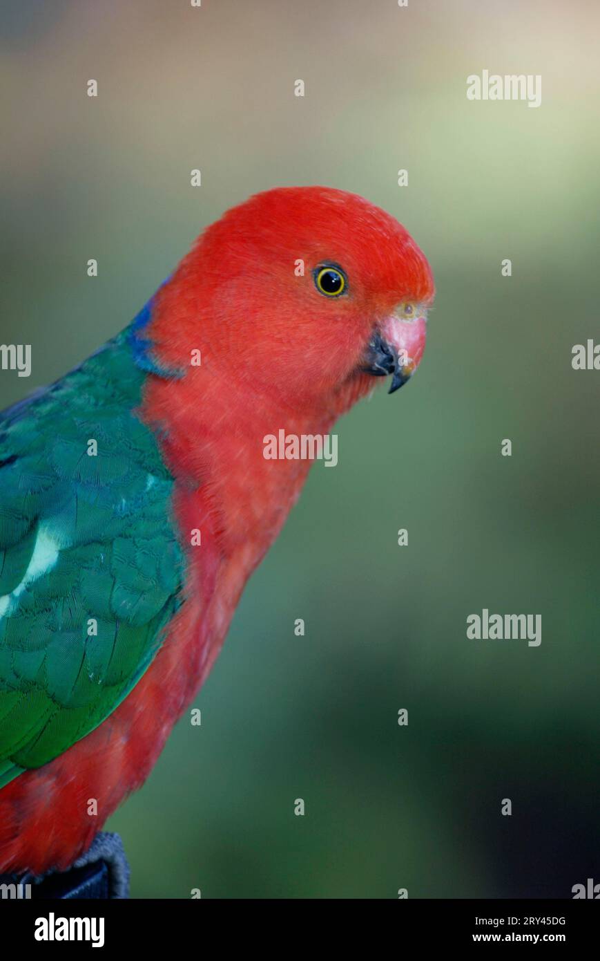 Australian King Parrot, male, Australia (Alisterus scapularis ...