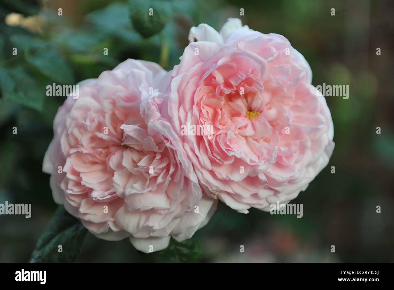 Pink English Shrub Roses Light pink English shrub rose (Rosa) Eglantyne blooms in a garden in ...