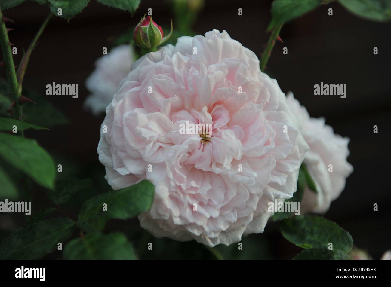 Pink English Shrub Roses Light pink English shrub rose (Rosa) Eglantyne blooms in a garden in ...