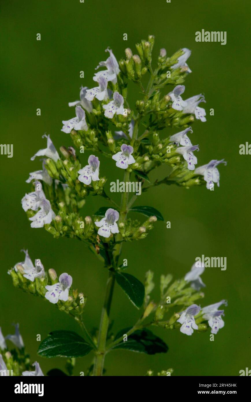 Lesser Mint (Labiatae), calamint (Calamintha nepeta), Flowers, Plants, mint, Vertical, Flowering, Blossoms, Bloom Stock Photo