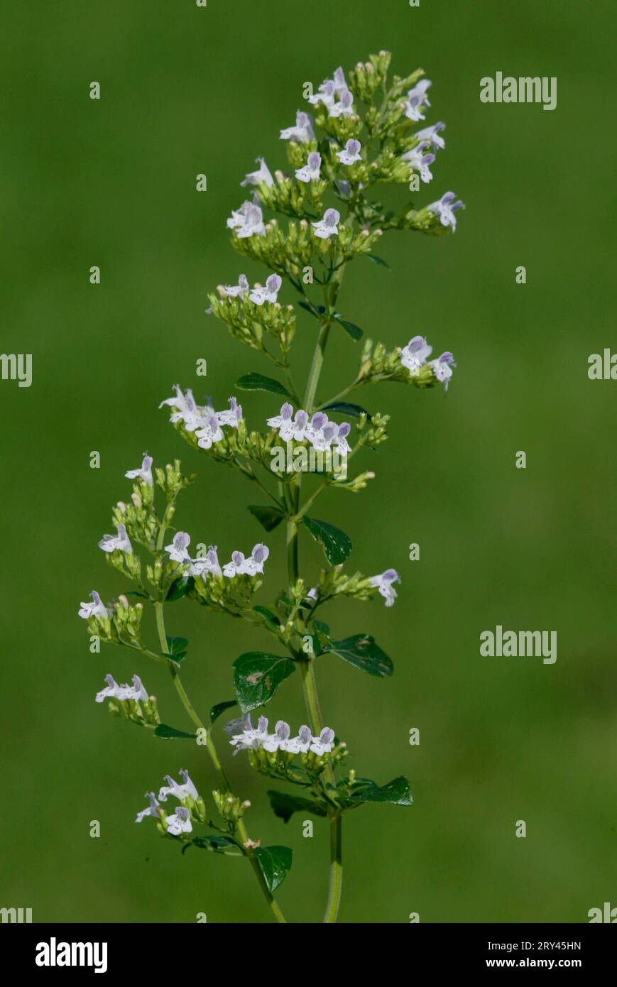 Small calamint (Labiatae) (Calamintha nepeta), calamint, flowers, plants, mint, vertical, flowering Stock Photo