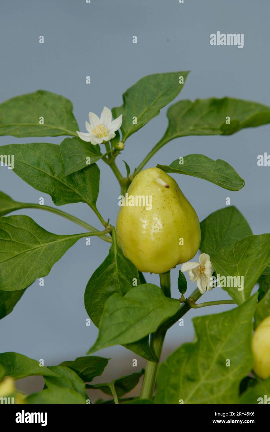 Peppers (Capsicum annuum), Flower and fruit, Flowers and fruit, Vegetables, Crops, Solanaceae, Fruits, Vertical, Flowering Stock Photo