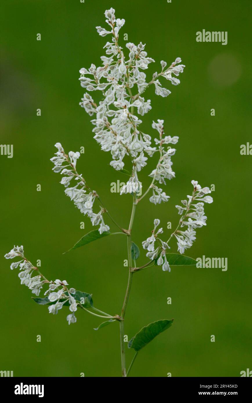 Silver tip vine (Fallopia aubertii), creeping knotweed, bindweed, flowers, plants, knotweed family, Polygonaceae, vertical, flowering, white Stock Photo