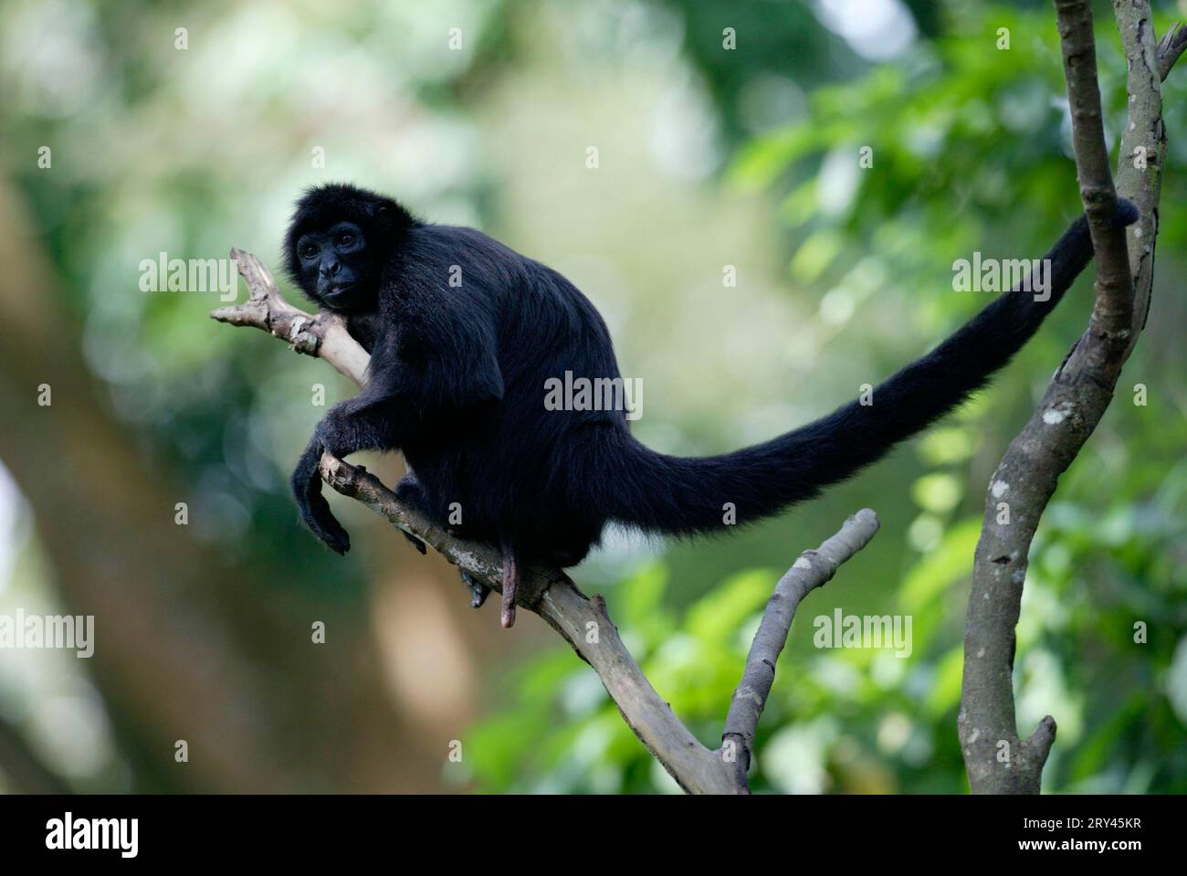 Black red-faced spider monkey (Ateles paniscus), lateral, side Stock
