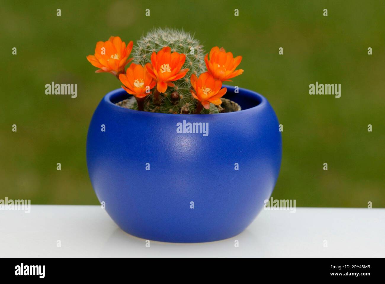 Cactus in flower pot (Rebutia pulvinosa), cactus in flower pot, plants, cactuses (Cactaceae) (cactaceae), landscape format, horizontal, flowering Stock Photo