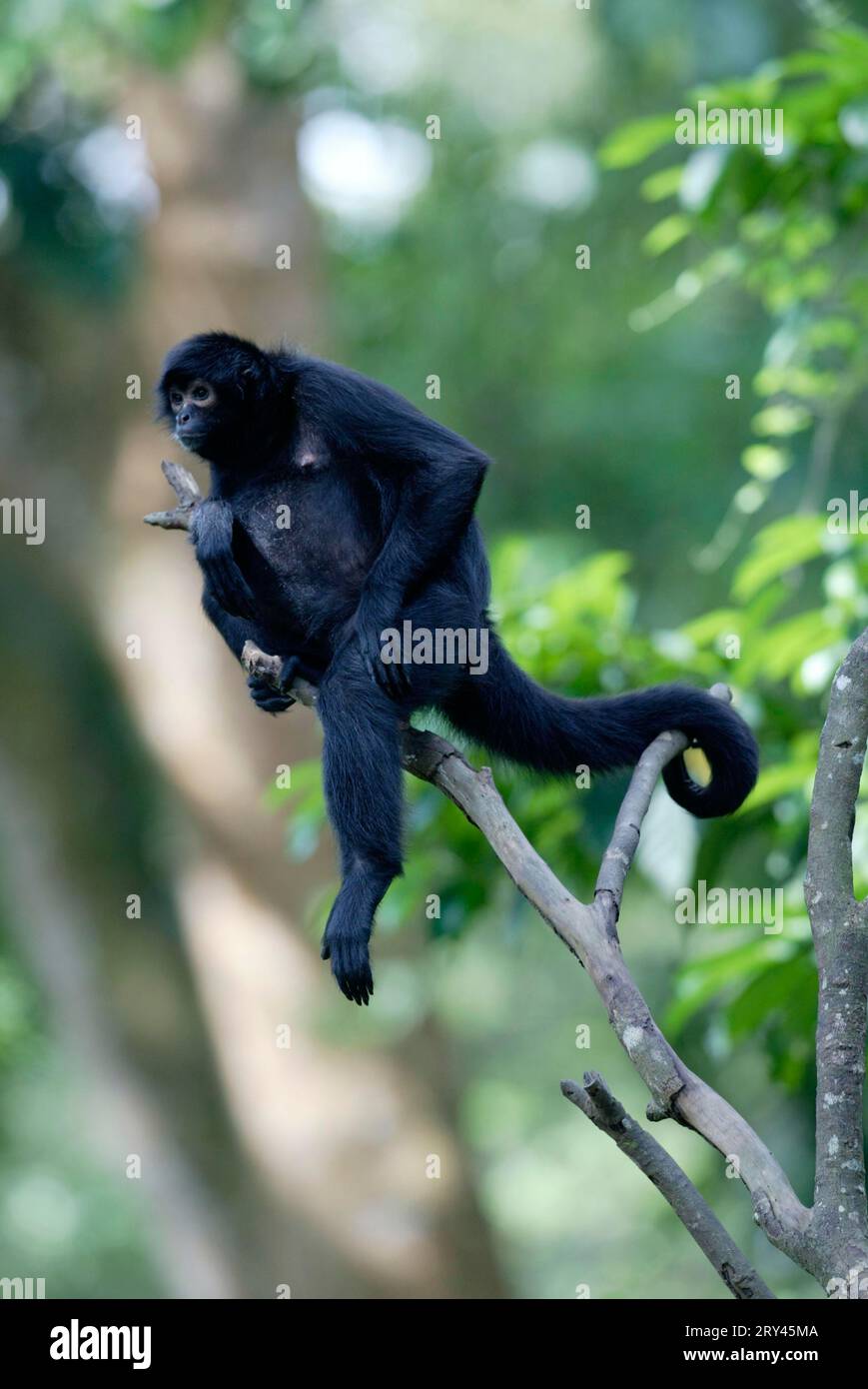 South american red faced spider monkey hi-res stock photography and ...