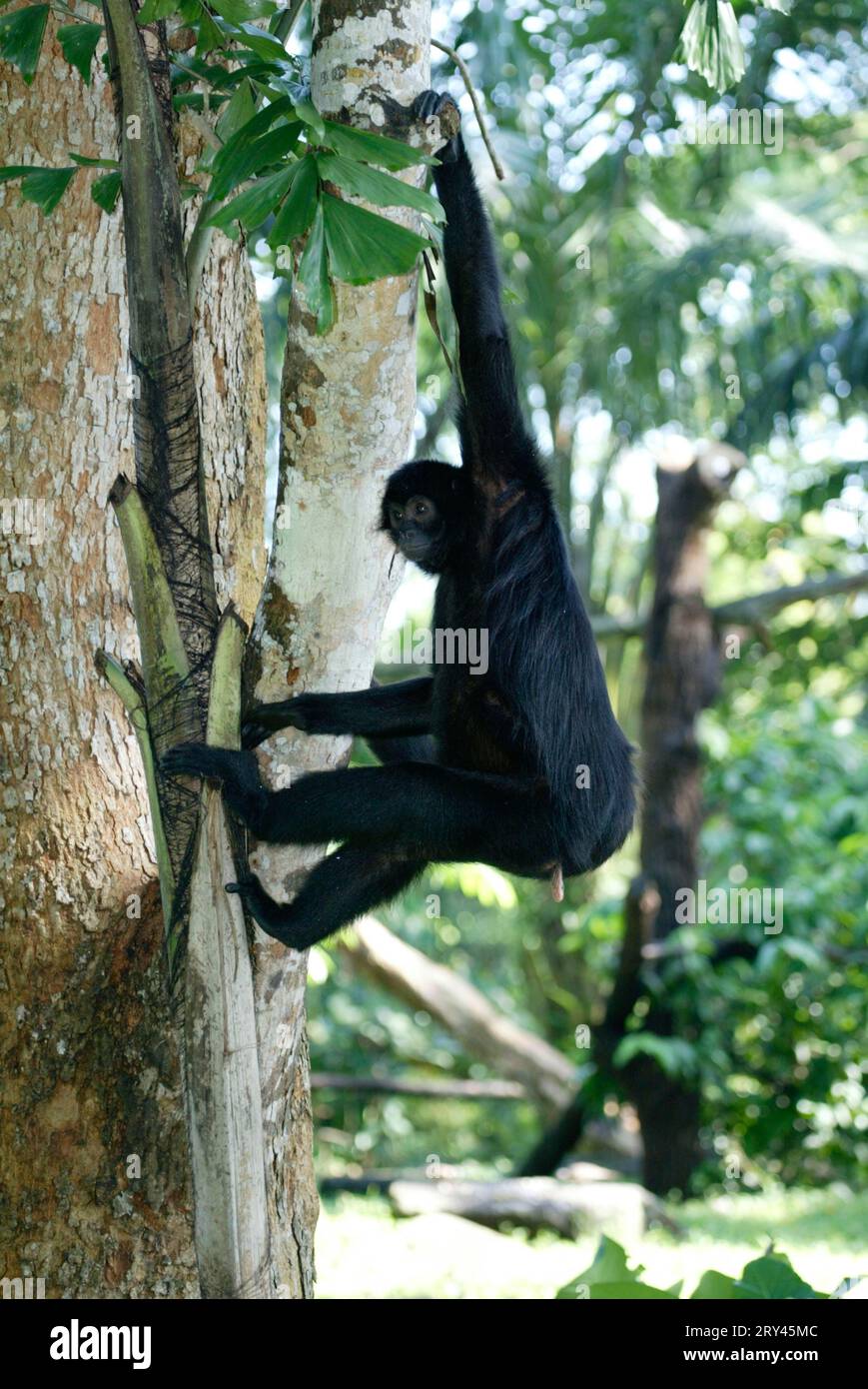 Black Spider Monkey (Ateles paniscus), Black Spider Monkey Stock Photo ...
