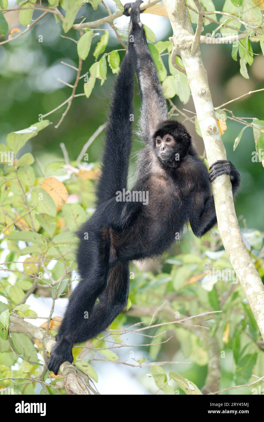 The red faced spider monkey or black spider monkey ateles paniscus hi ...
