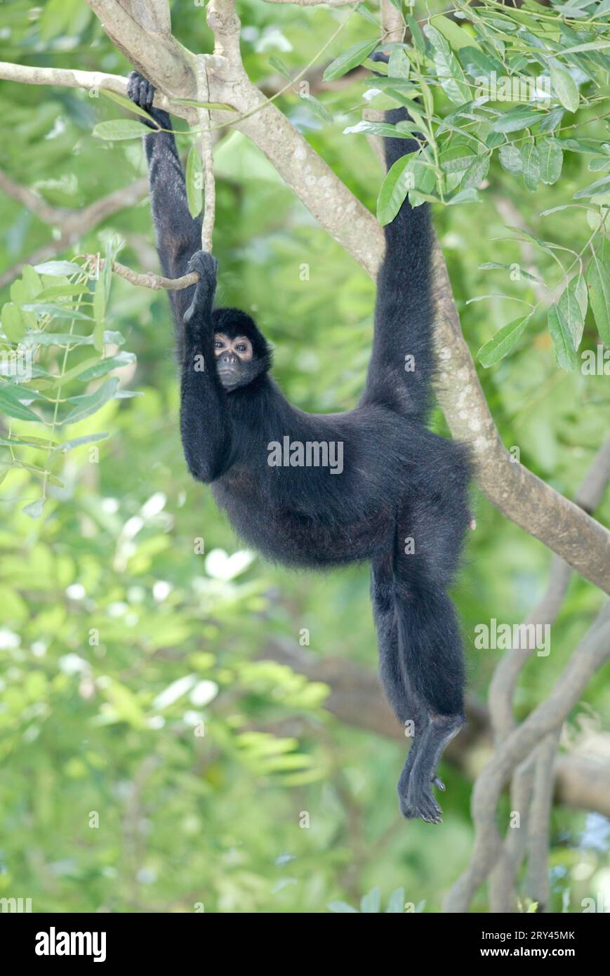 South american red faced spider monkey hi-res stock photography and ...