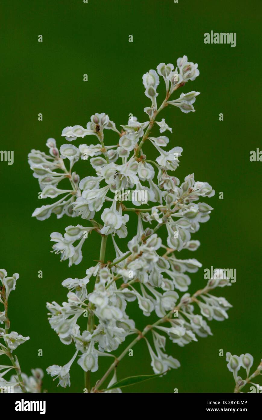 Silver tip vine (Fallopia aubertii), creeping knotweed, bindweed, flowers, plants, knotweed family, Polygonaceae, vertical, flowering, white Stock Photo