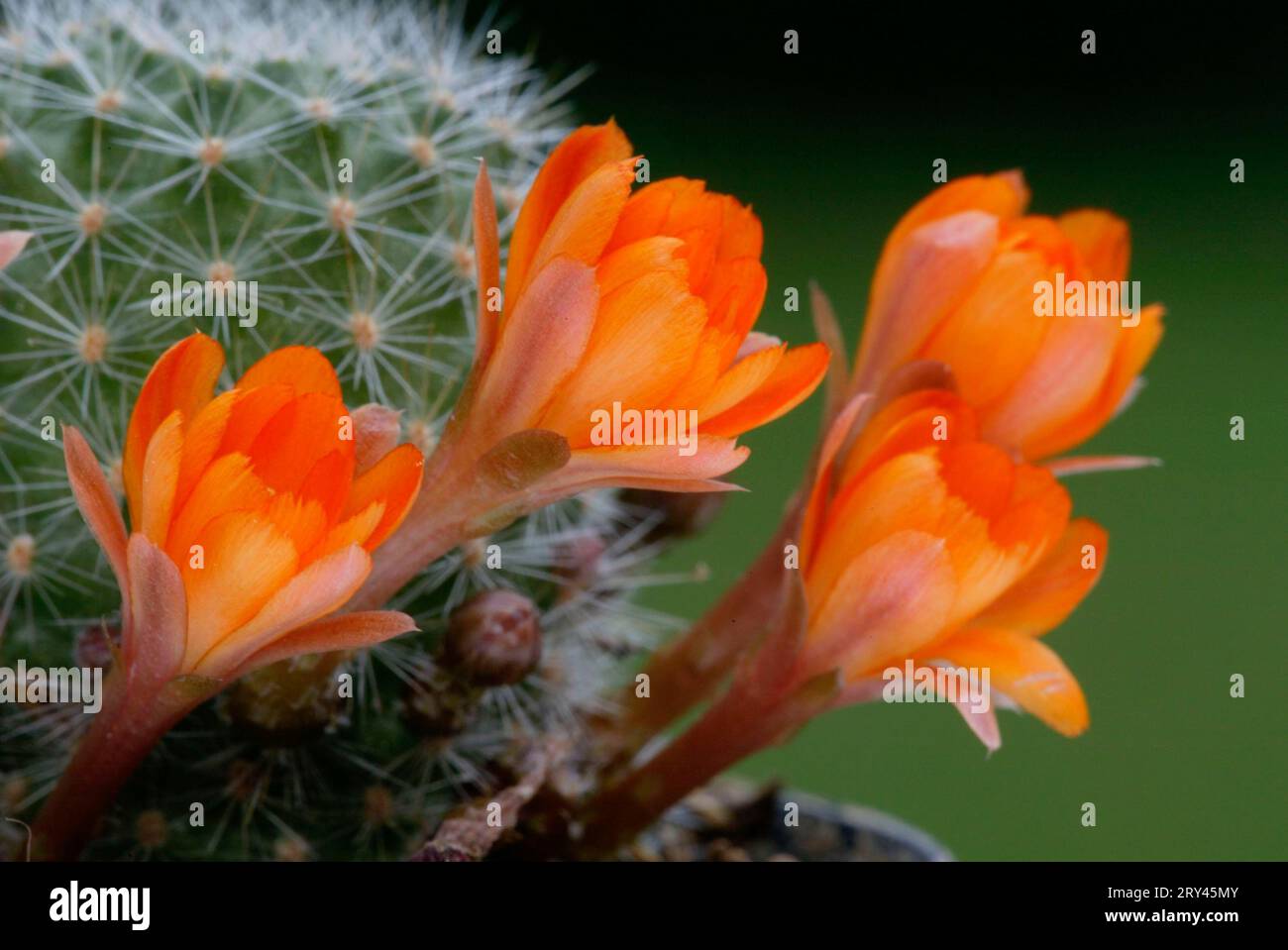 Cactus (Rebutia pulvinosa), plants, cactuses (Cactaceae) (cactaceae), landscape format, horizontal, flowers, blossom Stock Photo