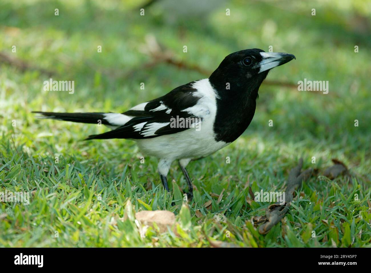 Black-throated Butcher Bird, Black-throated Crow Bird, Organ Bird Crow