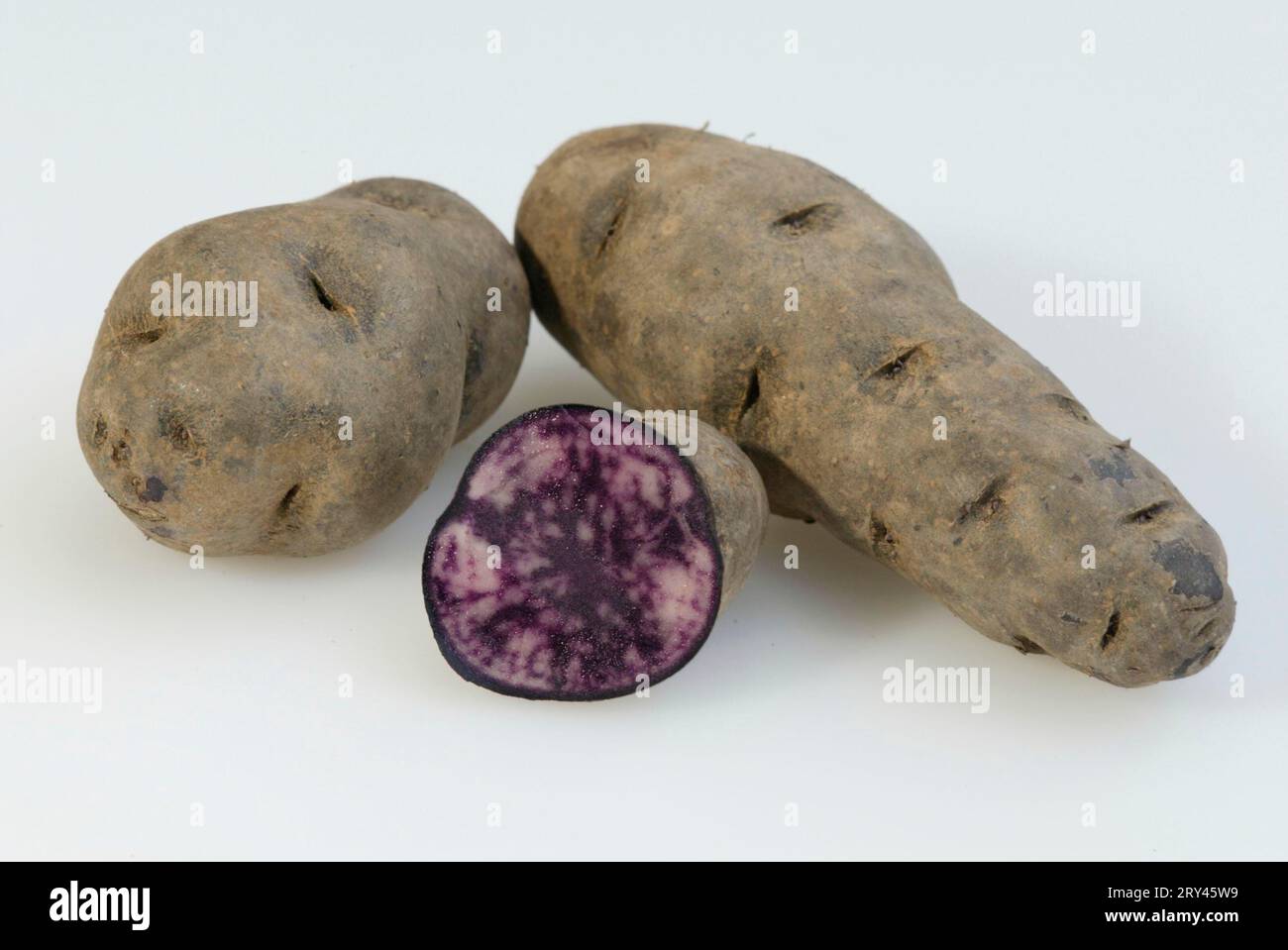 Potatoes (Solanum tuberosus), Blaue Kartoffeln, Trueffelkartoffel, Nachtschattengewaechse, Solonaceae, Gemuese, vegetable, Freisteller, cut out Stock Photo