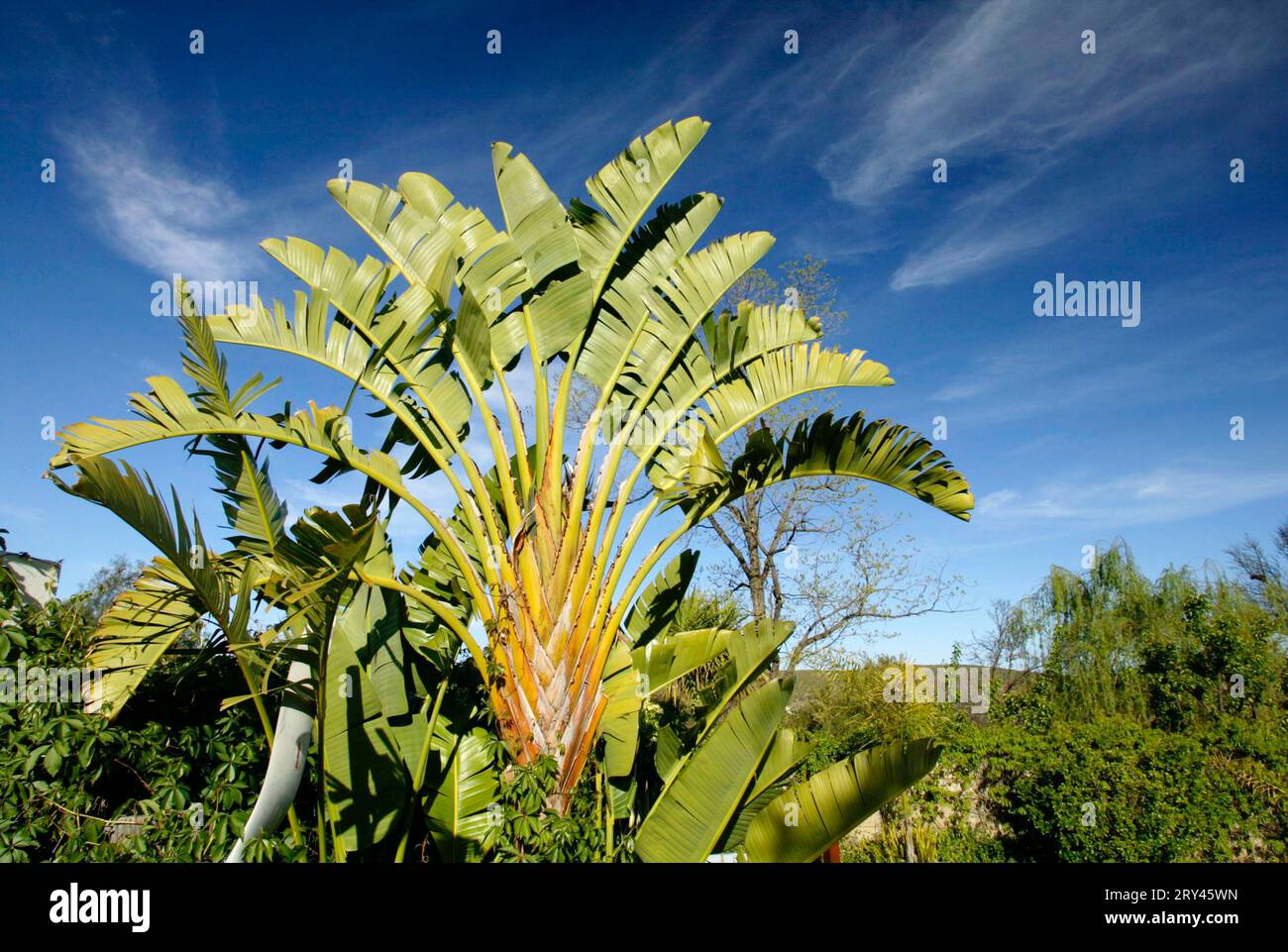 Image Traveller's tree (Ravenala madagascariensis) - 434311 - Images of  Plants and Gardens - botanikfoto