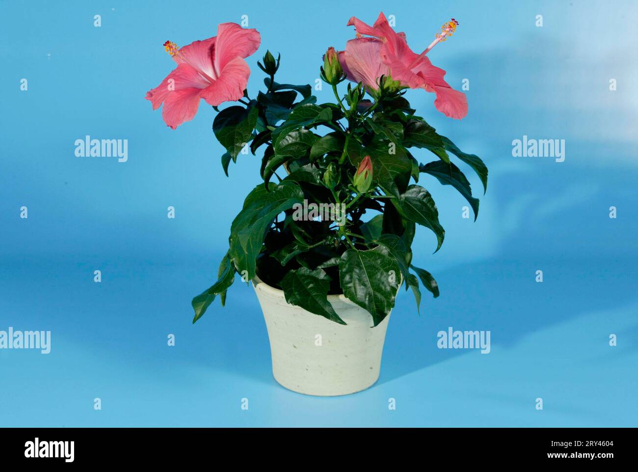 Hibiscus (Hibiscus) in pot Stock Photo Alamy