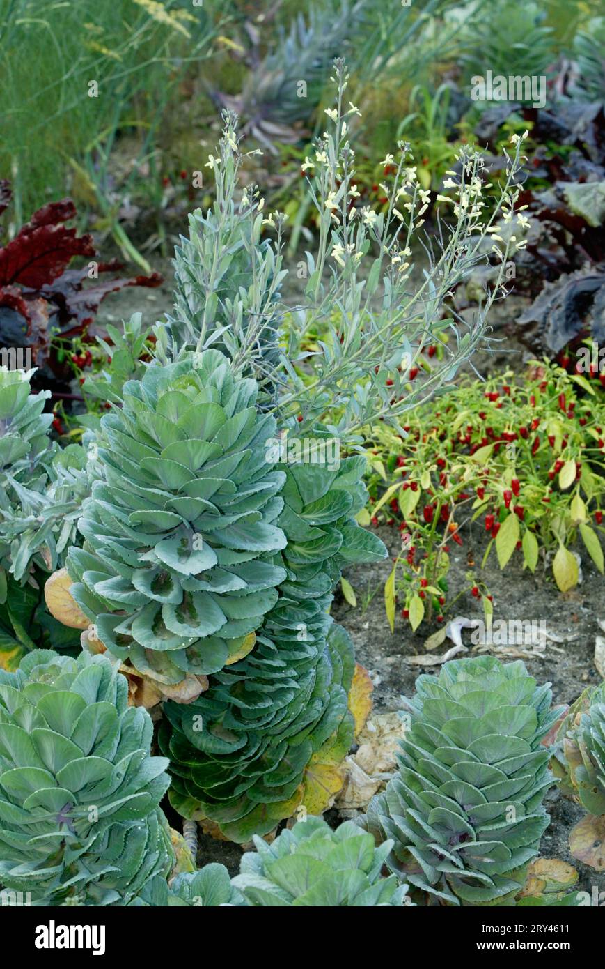 Ornamental cabbage (Brassica), Garden Plants, Cruciferous, Brassicaceae, Vertical Stock Photo