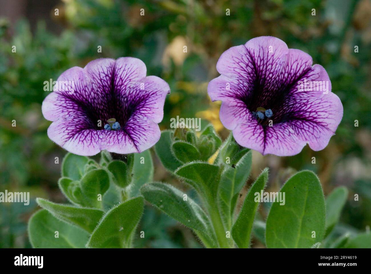 Petunia hybrids hi-res stock photography and images - Alamy
