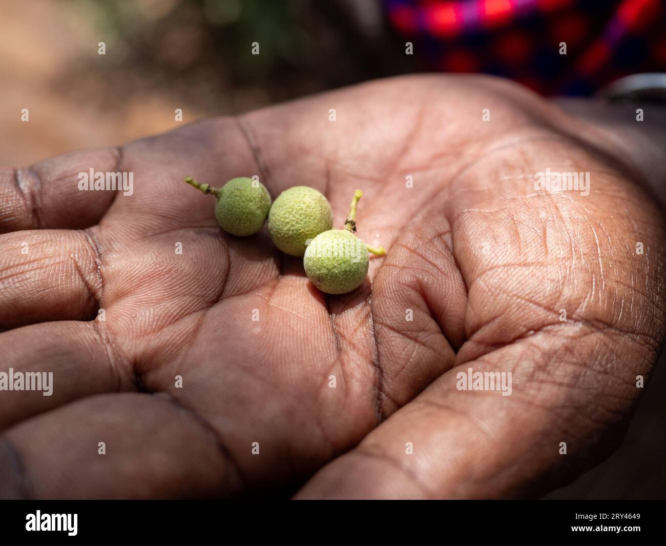 Hand of a Maasai man holding some seeds of Croton megalocarpus, Kenya Stock Photo