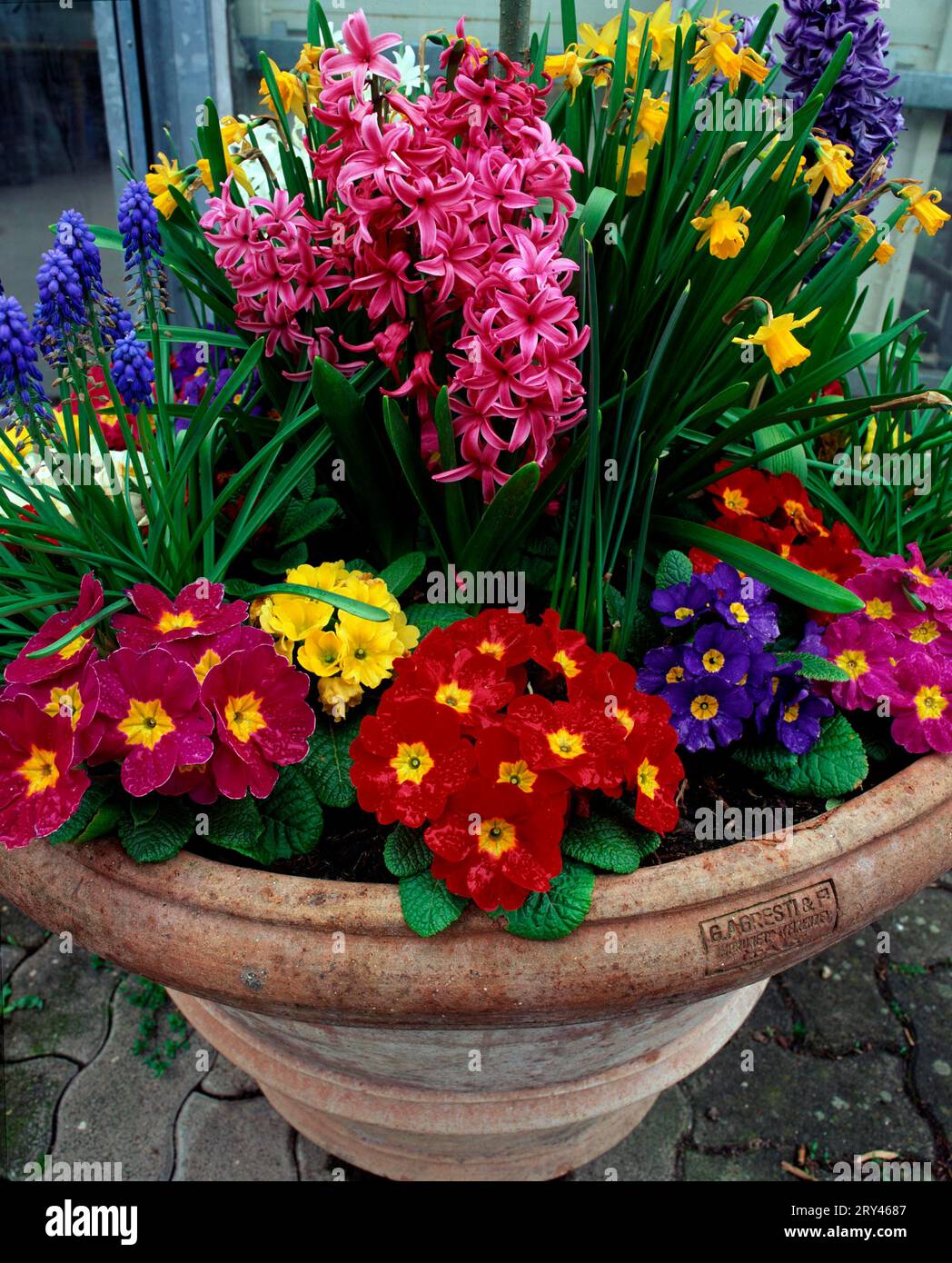Tub with spring flowers, garden primroses, hyacinths and daffodils Stock Photo