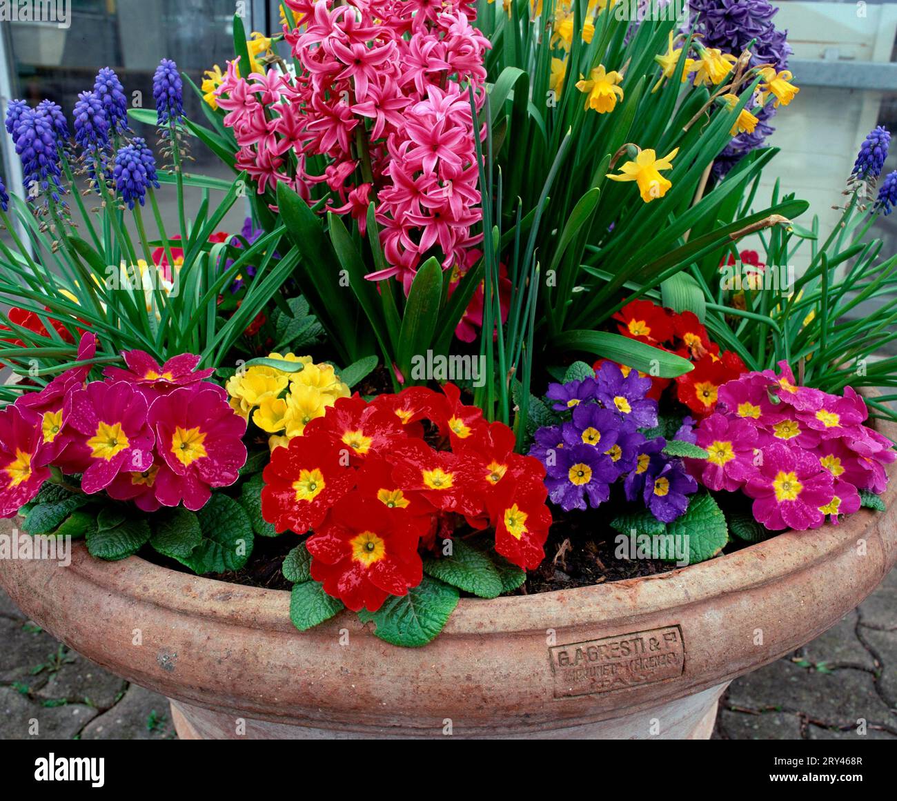 Tub with spring flowers: garden primroses, hyacinths and daffodils Stock Photo