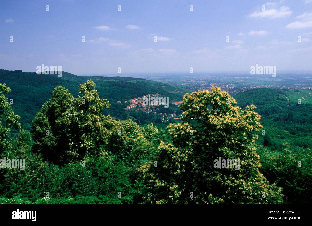 View from the Chateau du Haut-Andlau in direction Barr, Alsace, France, View from the Chateau du Haut-Andlau in direction Barr, Alsace, France Stock Photo