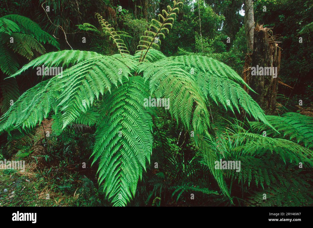 Australian bracken fern hi-res stock photography and images - Alamy