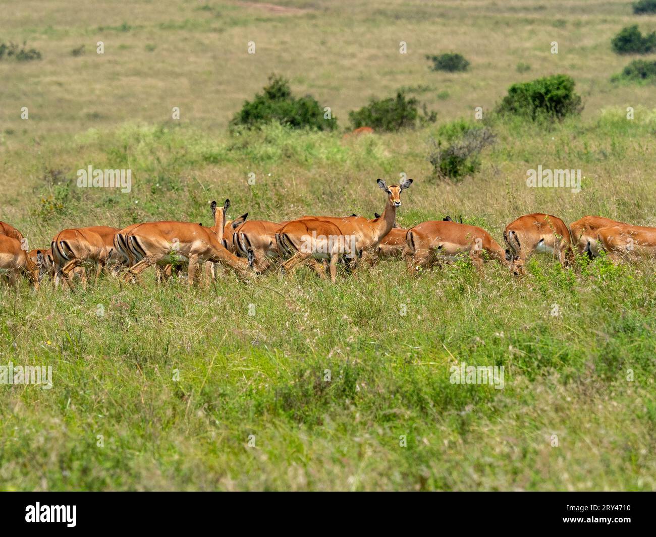 Mammals of kenya hi-res stock photography and images - Alamy