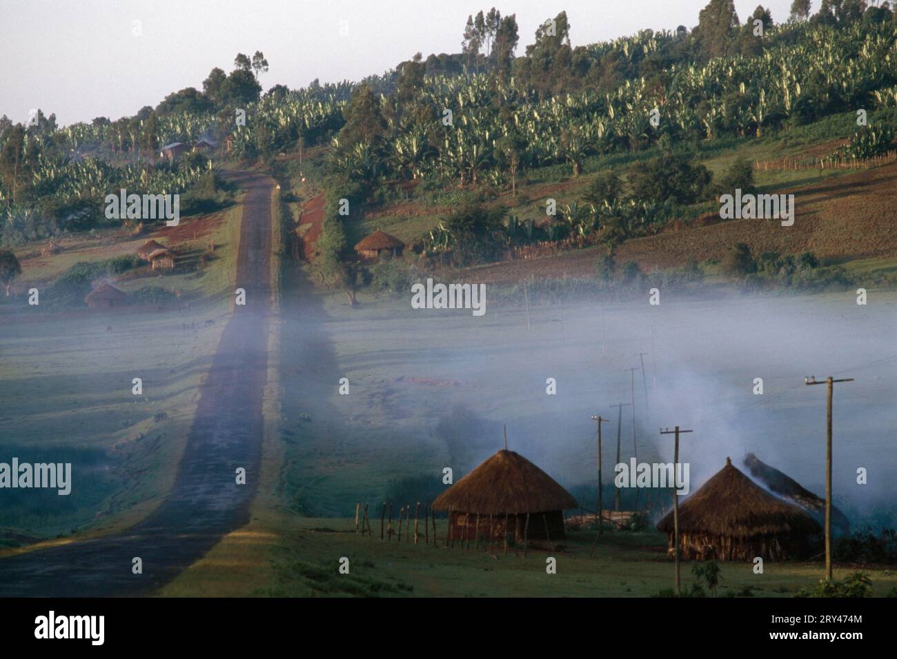 Banana plantation, Awasa, highlands, Ethiopia Stock Photo