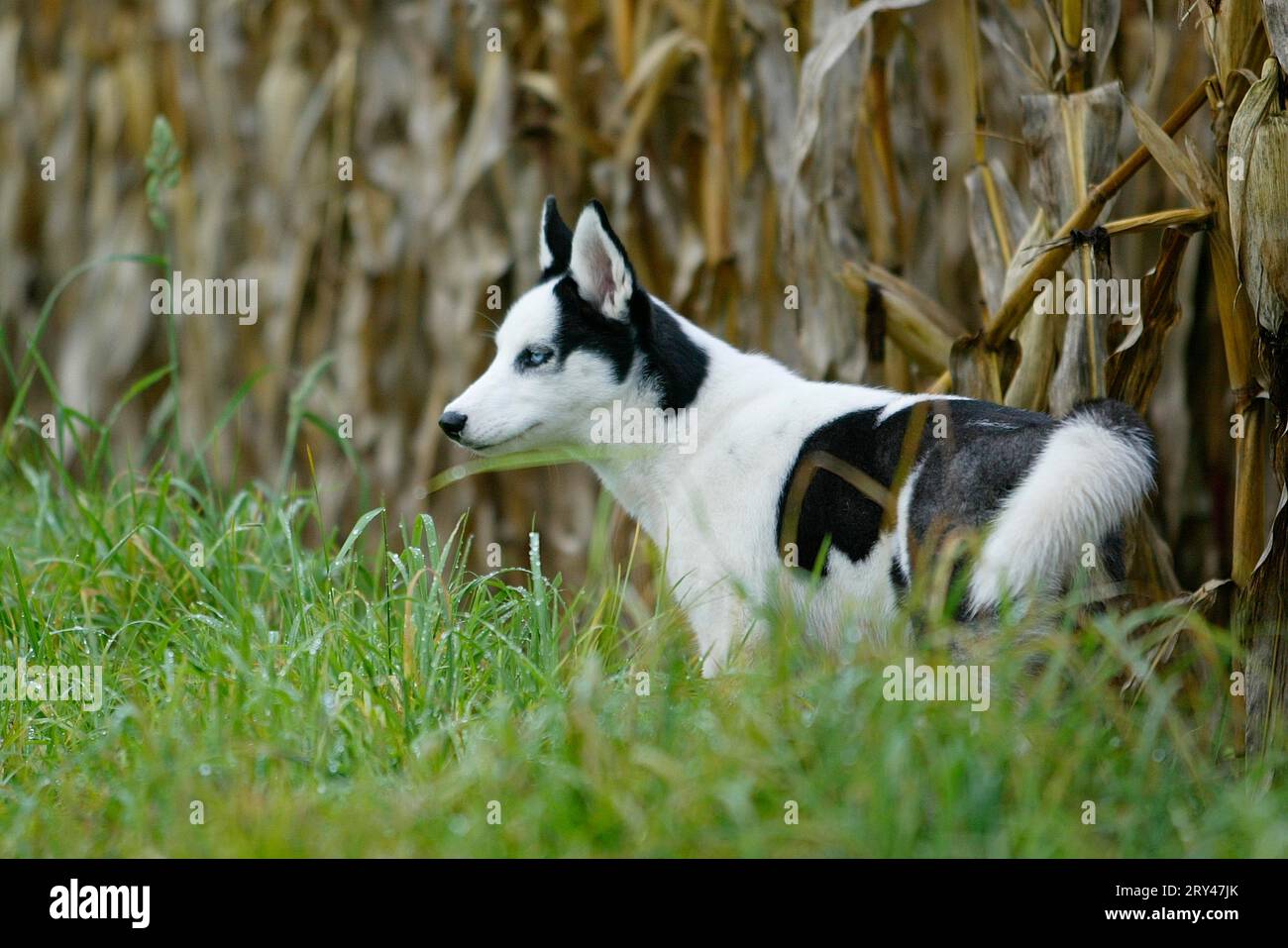 Siberian Husky, 4 month old, 4 months old Stock Photo - Alamy