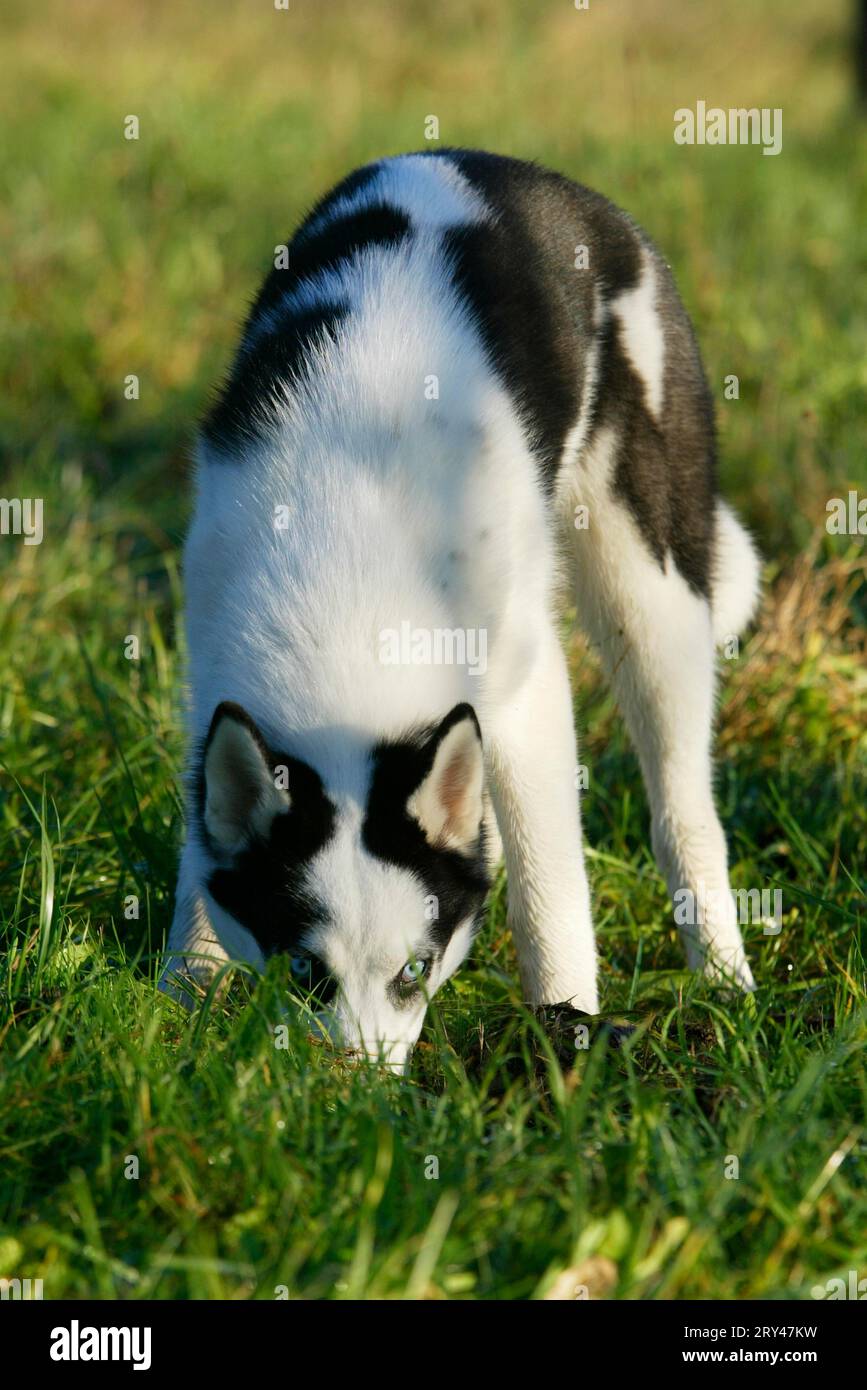 SIBERIA HUSKY/4 MONTH OLD CHASING MICE IN A FIELD Stock Photo
