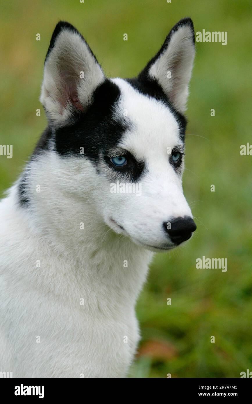 SIBERIA HUSKY/4 MONTHS OLD Stock Photo Alamy